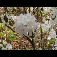 Rhododendron davidsonianum (fam. Ericacees) (Sichuan) (2)